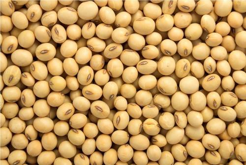 Common Soybean Seed, for Cooking, Human Consumption, Style : Dried