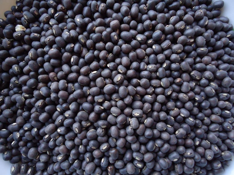 Natural Black Gram(Urad), Style : Dried, Seed, Solid