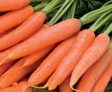 Carrot