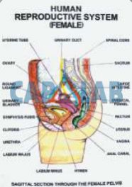 Human Reproduction Charts