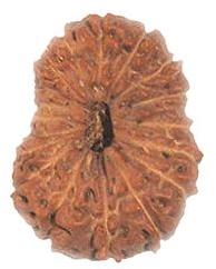 13 Mukhi Rudraksha