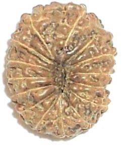 14 Mukhi Rudraksha, Size : 12 mm approx