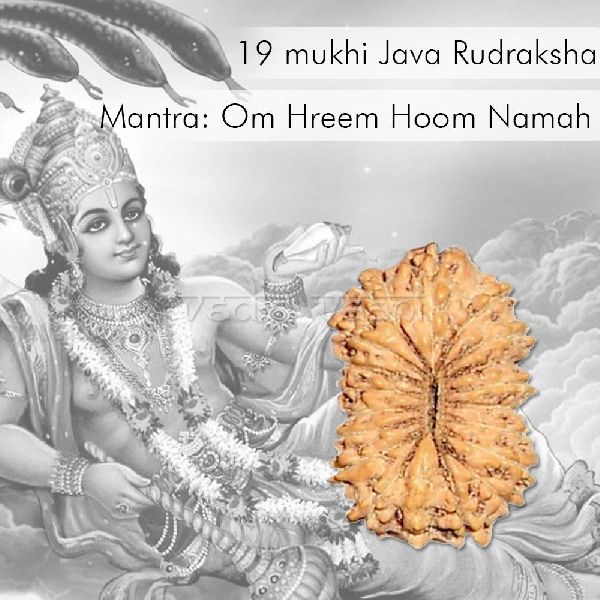 19 Mukhi Rudraksha Beads