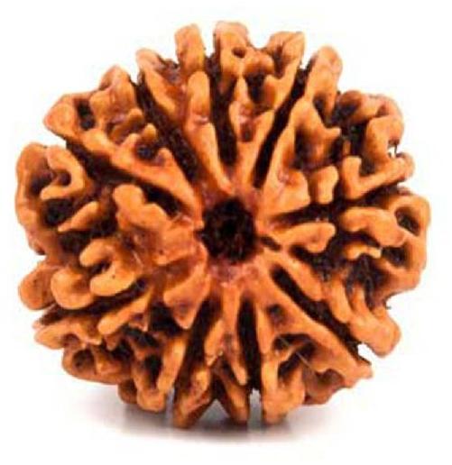 9 Mukhi Rudraksha, Size : 18 mm