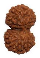 Gauri Shankar Rudraksha, Size : 18 mm approx