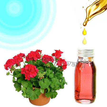 geranium oil