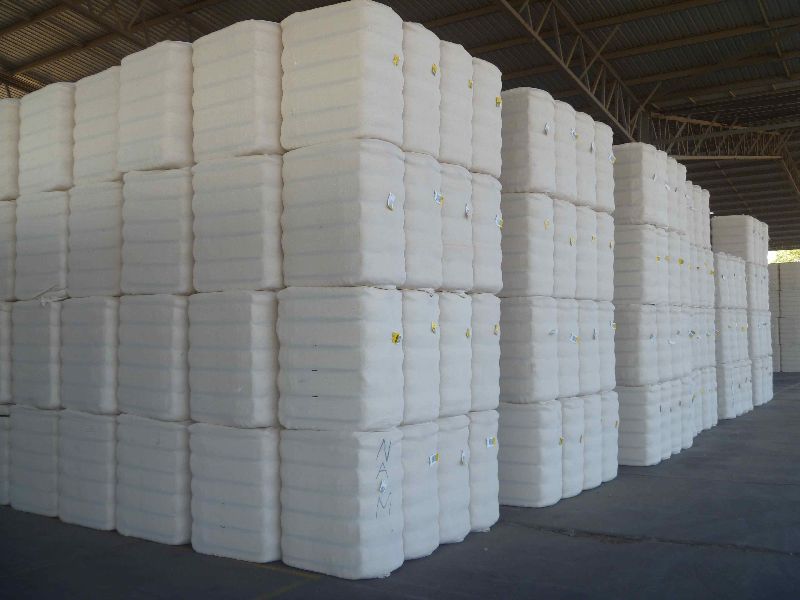 Row Cotton Bales