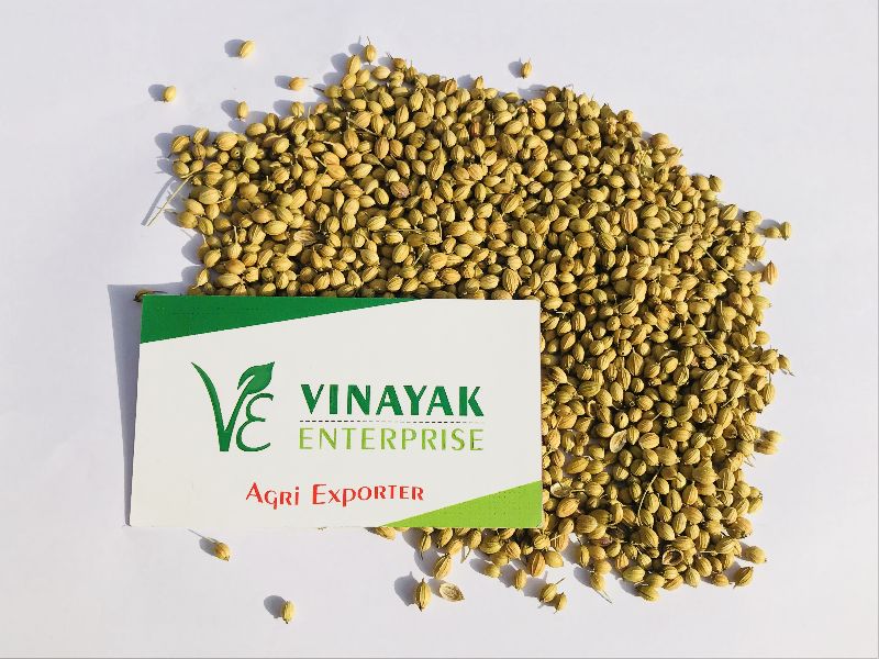 Coriander Seeds Manufacturer In Rajkot Gujarat India By Vinayak