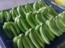 Green Cavendish Banana