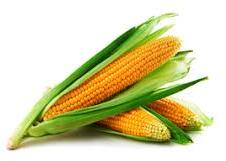Organic yellow maize, Style : Fresh