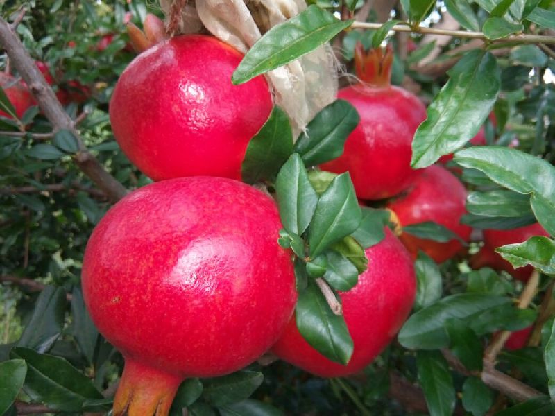 Common pomegranate, Shelf Life : 7-10days