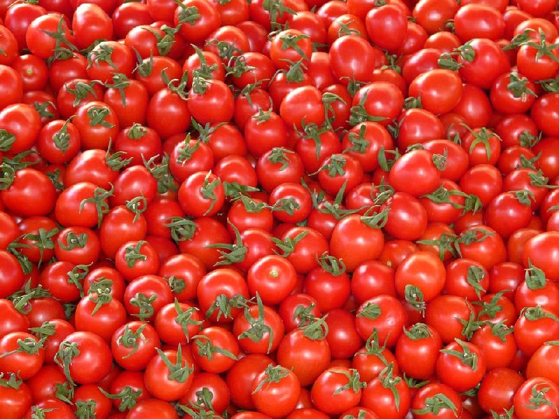 Tomato, Shelf Life : 5-10days