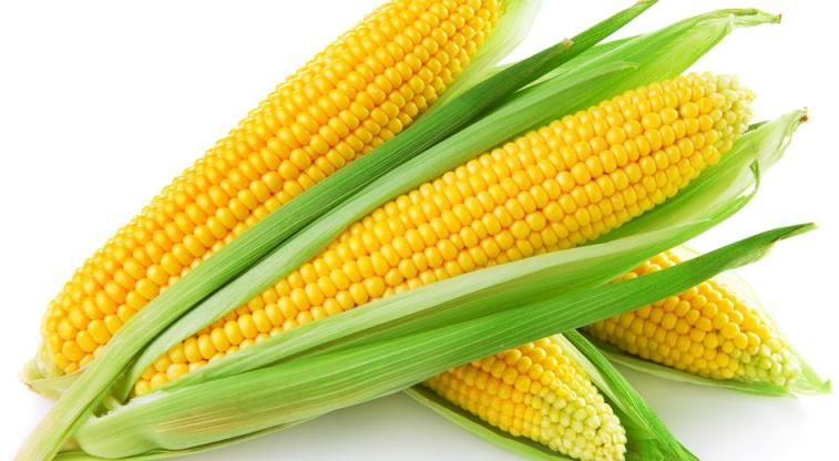 Yellow corn, for Animal Feed, Flour, Food Grade Powder