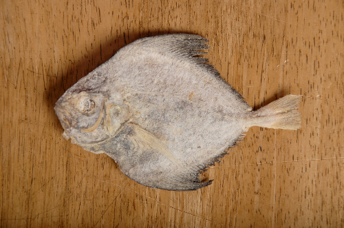 pomfret fish