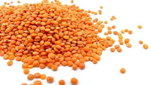 Organic Red Lentils, Shelf Life : 1year