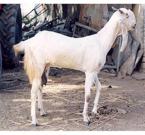 Jamunapari Goat