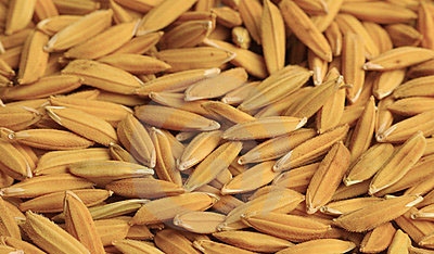 Rice Seeds, Purity : 100%
