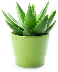 Organic Aloe Vera Baby Plant, Grade : Superior