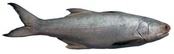 indian salmon fish