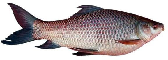 Retailer of Fresh Fish from Mumbai, Maharashtra by Fresh Fish India