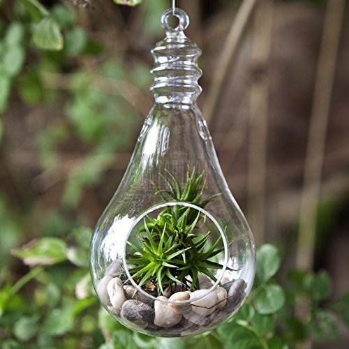 Bulb Shape Planter Vase