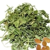 Fenugreek