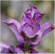 Clary Sage Oil