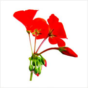 geranium oil