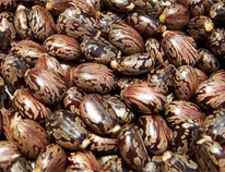 Castor Seeds, Purity : 99%