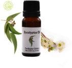 Eucalyptus Oil