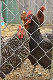 Poultry Farm Chain Link