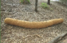 Coconut Coir Logs