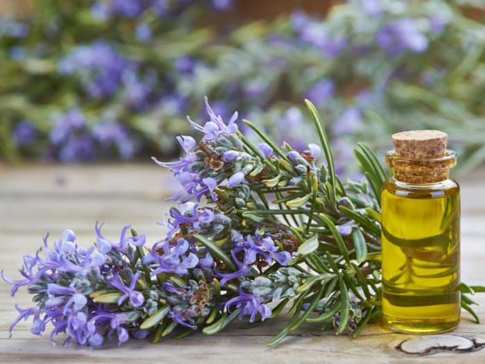 Rosemary Oil, Packaging Type : Packed Hygienically In Bottles