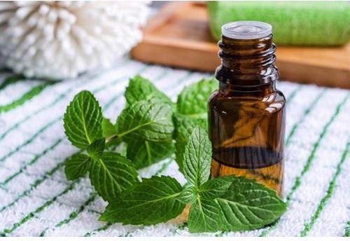 Spearmint oil, for Healing Wounds, Packaging Type : Drums, Glass Bottles, Plastic Bottles