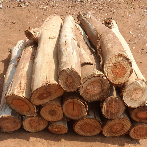 Timber Wood Logs, Grade : Superior