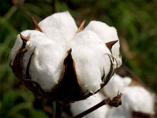 Raw Cotton Fiber