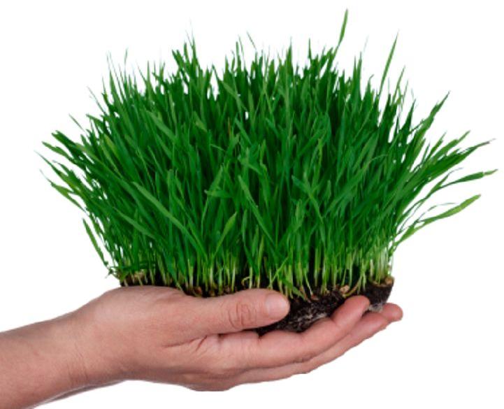 fresh wheat grass