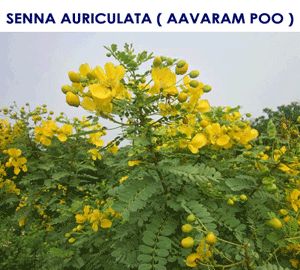 Senna Auriculata Flowers