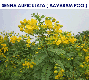 Senna Auriculata flowers