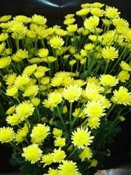 Button Yellow Chrysanthemum Flower