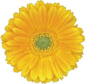 Dana Ellen Gerbera Flower, Feature : Freshness, Its rich fragrance