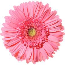 Esmara Gerbera Flower