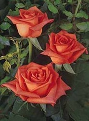 Naranga Rose Flower