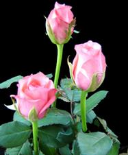 Sweetnesse Pink Rose