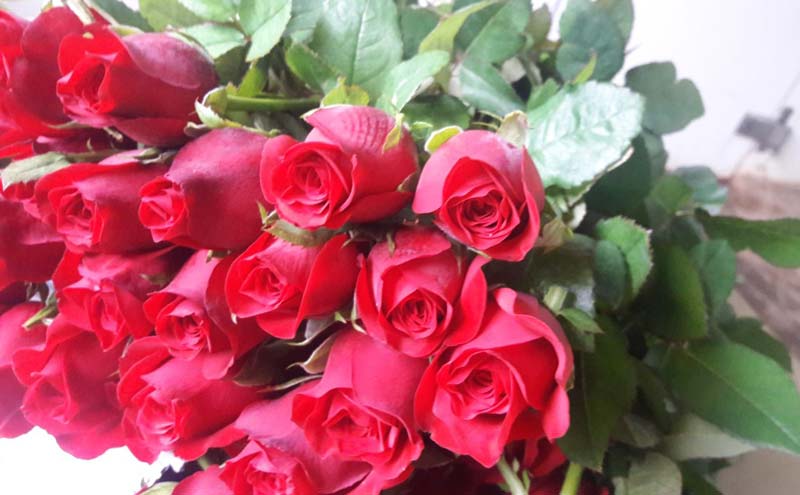 Top Secret Rose Flower at Best Price in Kolhapur - ID: 4201856 ...