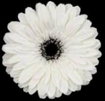 Winter Queen Gerbera Flower, Feature : Its rich fragrance