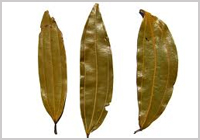 bay leaf