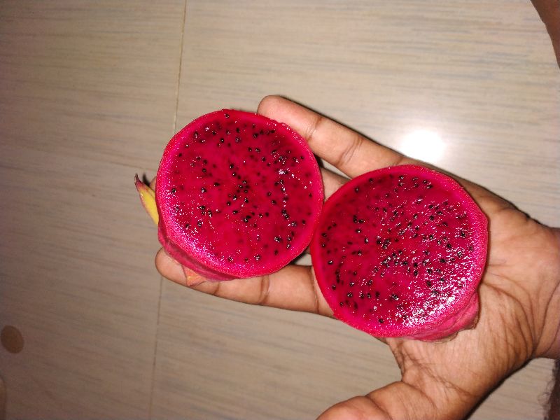 red dragon fruit