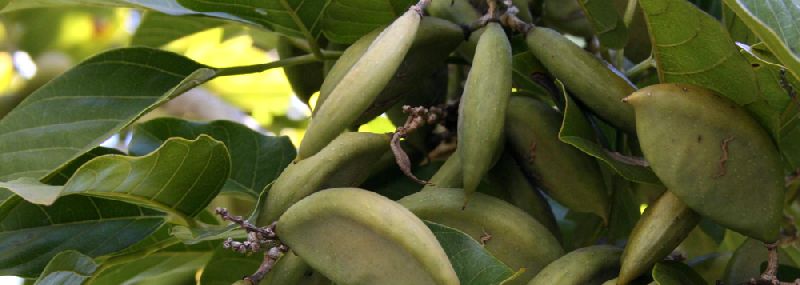 Pongamia Pinnata