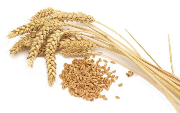 Wheat Seeds, Feature : Organic, Fresh etc